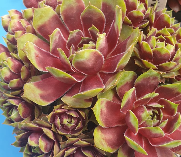 Pallida