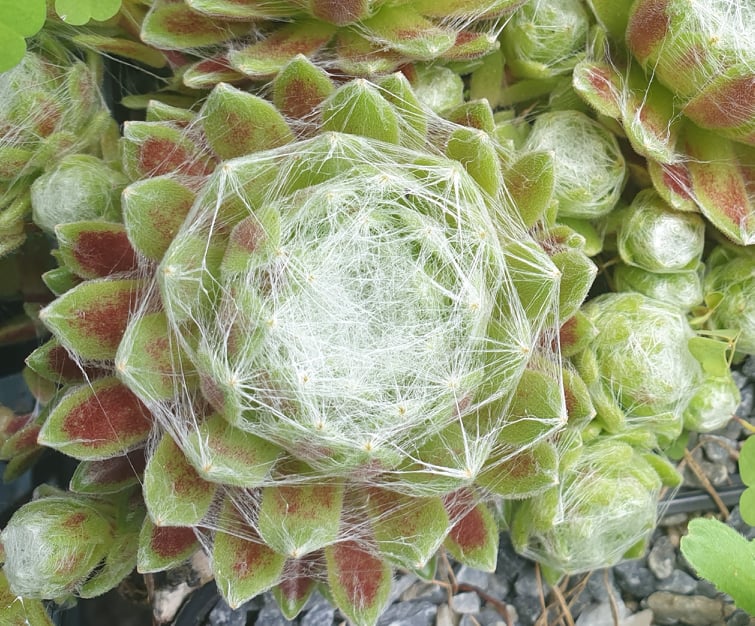 Pin Cushion