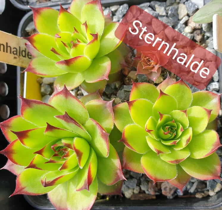 Sternhalde