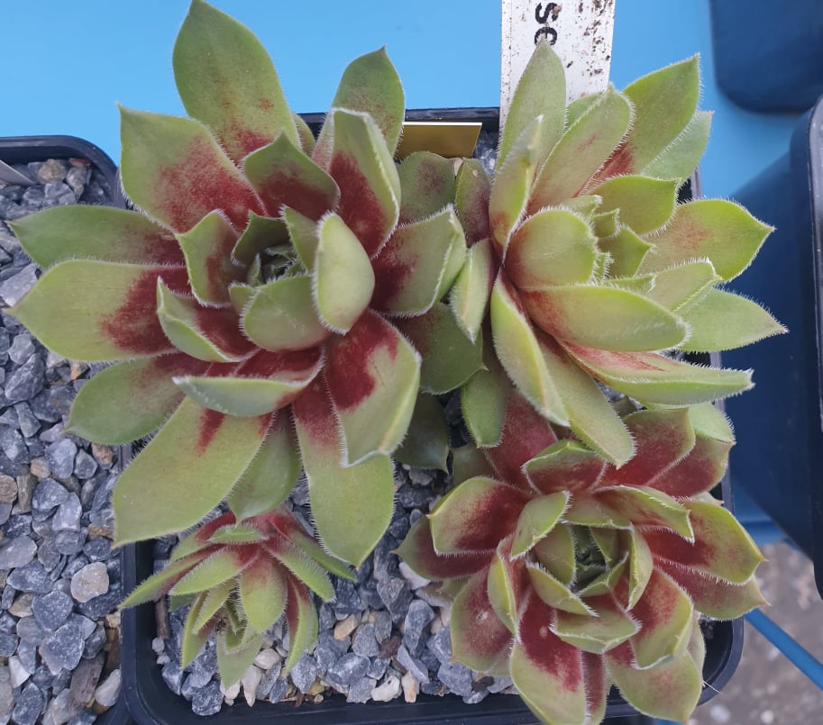 Zauberrose