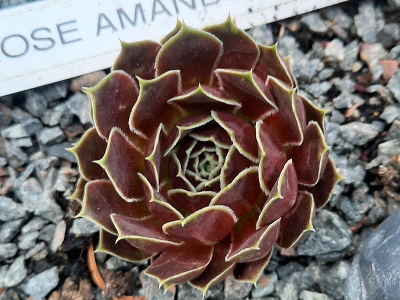Rose-Amande / Jovi