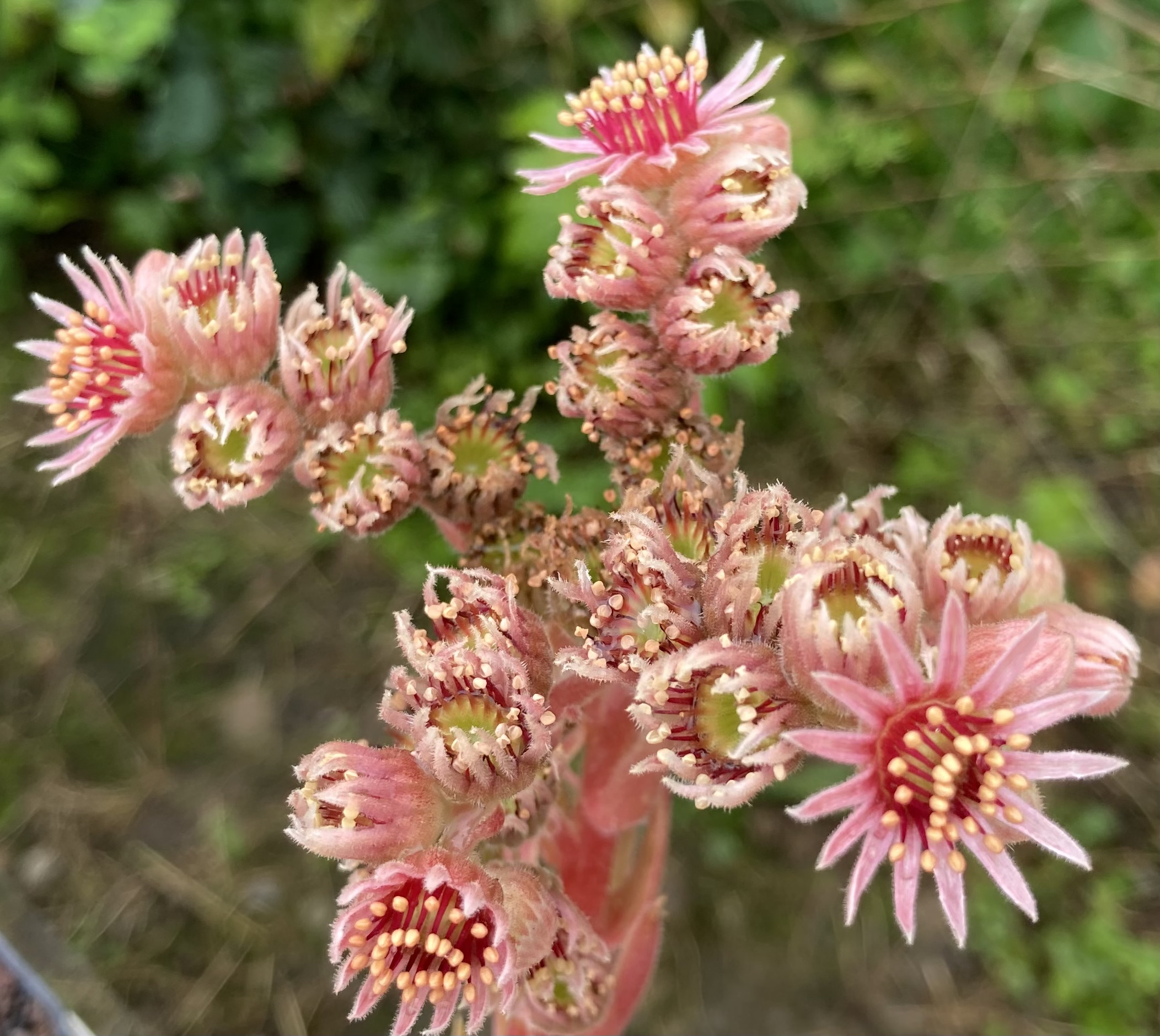 Blüte Little Flirt