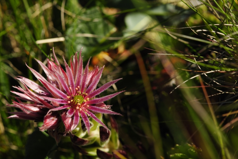 montanum ssp. carpathicum from Klin, SW Abhang
