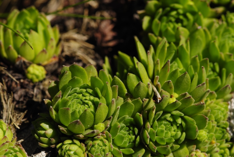 montanum ssp. carpathicum from Klin, SW Abhang