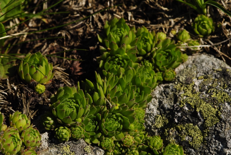 montanum ssp. carpathicum from Klin, SW Abhang