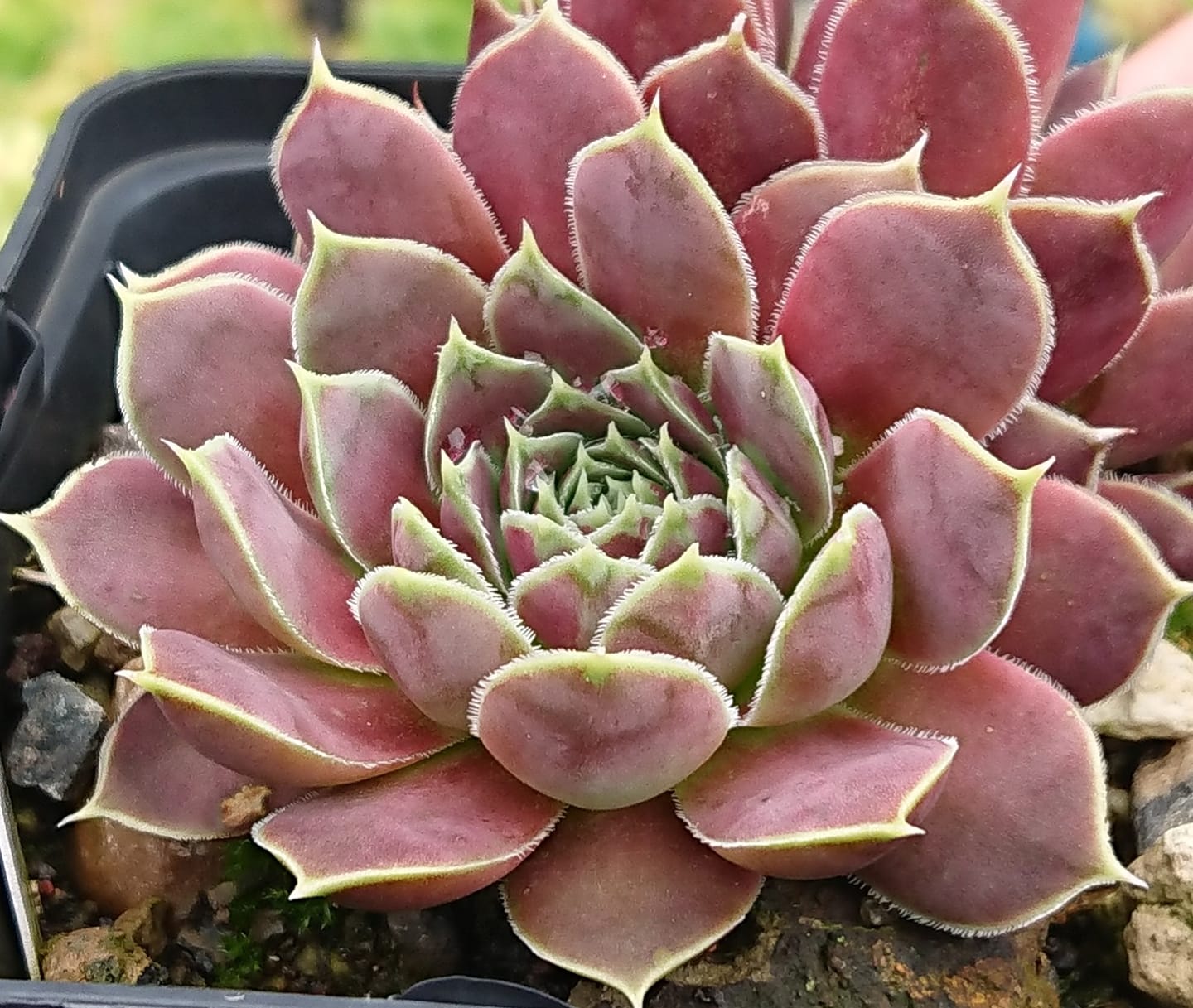Flower of the Day