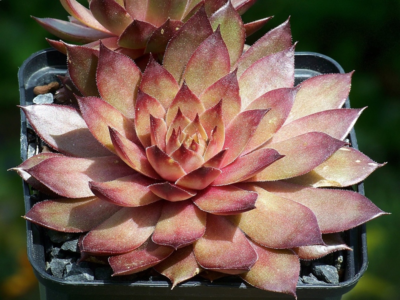 Goldrose