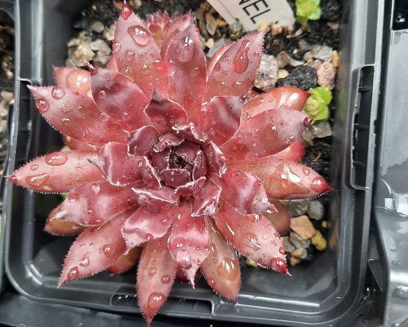 Jungle Pimpernel