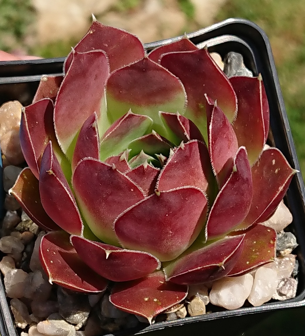 Regulus