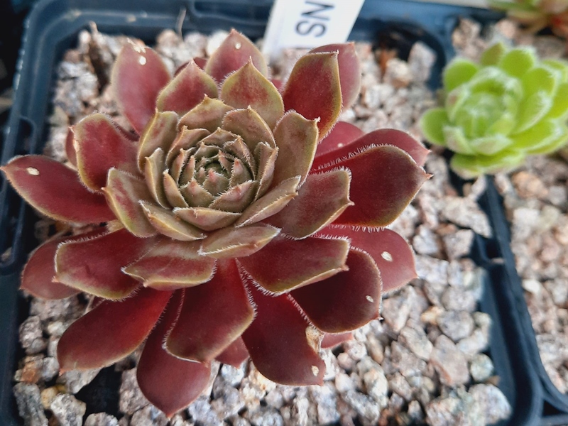 Semperhans