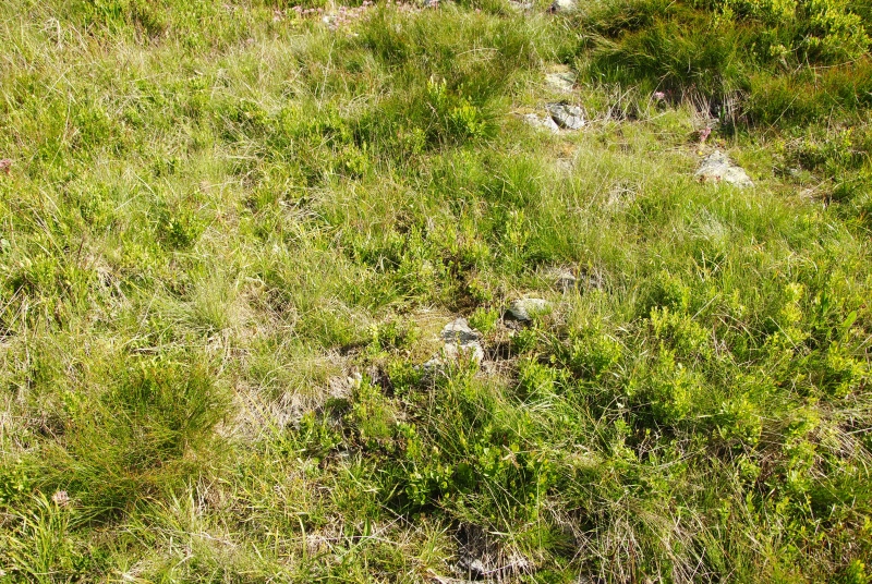 globiferum ssp. hirtum (preissianum) from Široká, S Abhang