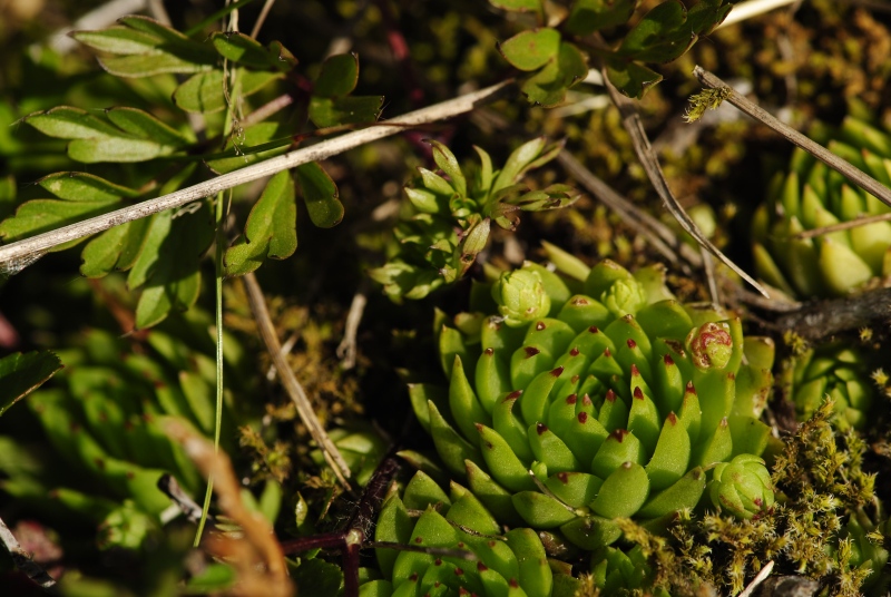 globiferum ssp. hirtum (preissianum) from Široká, S Abhang