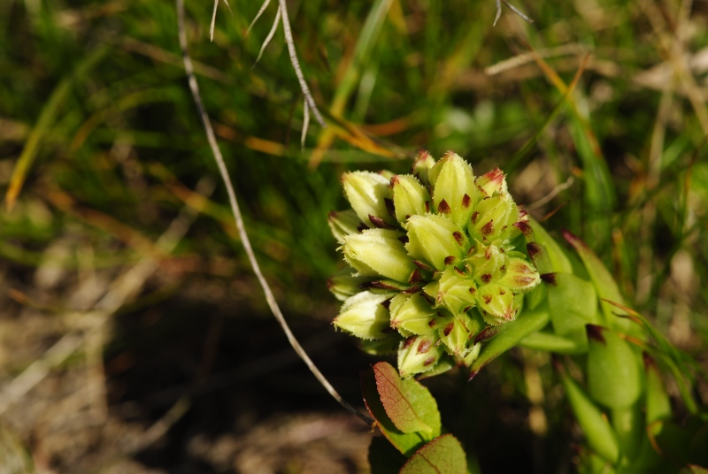 globiferum ssp. hirtum (preissianum) from Široká, S Abhang
