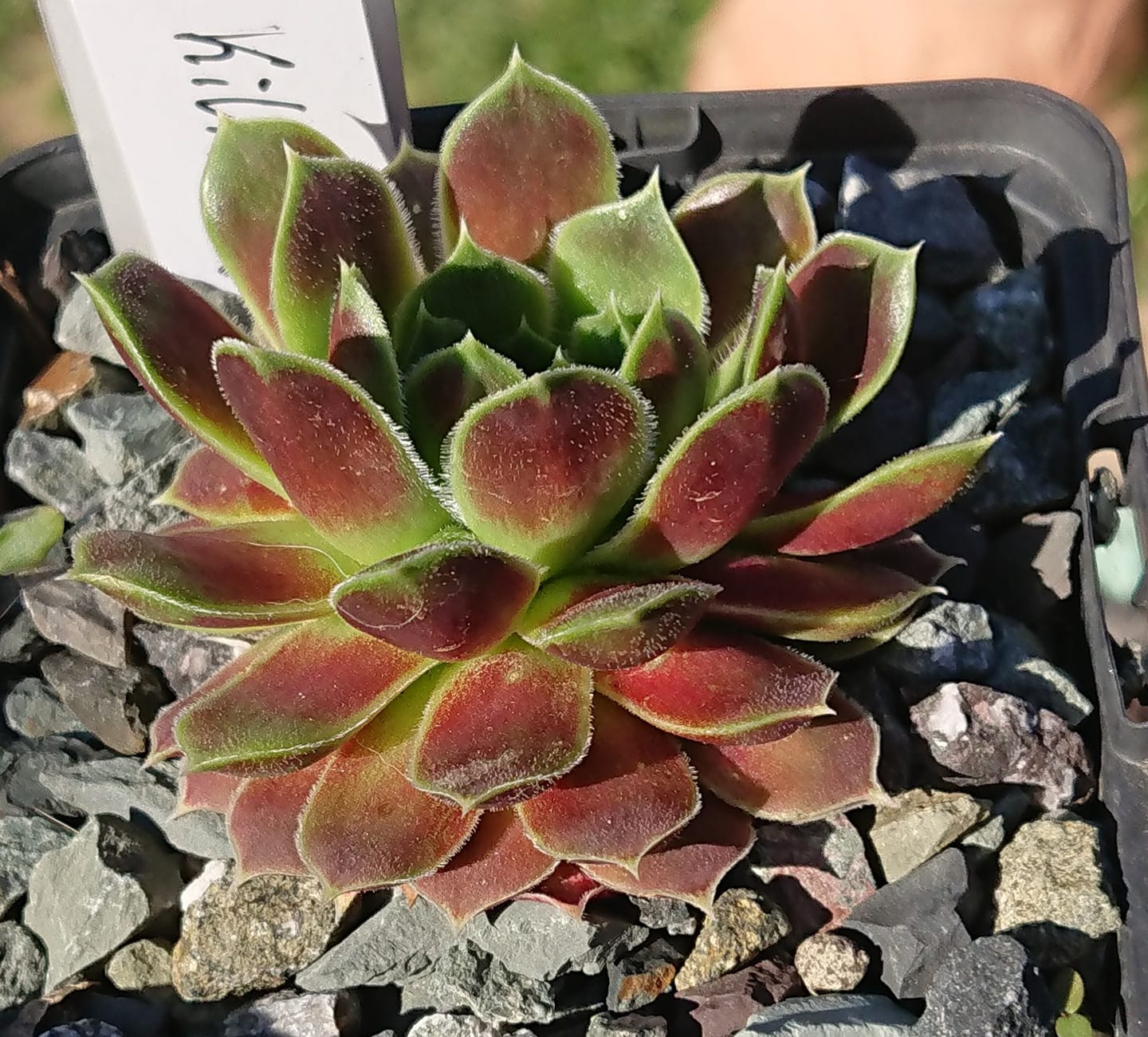 Kilimanjaro