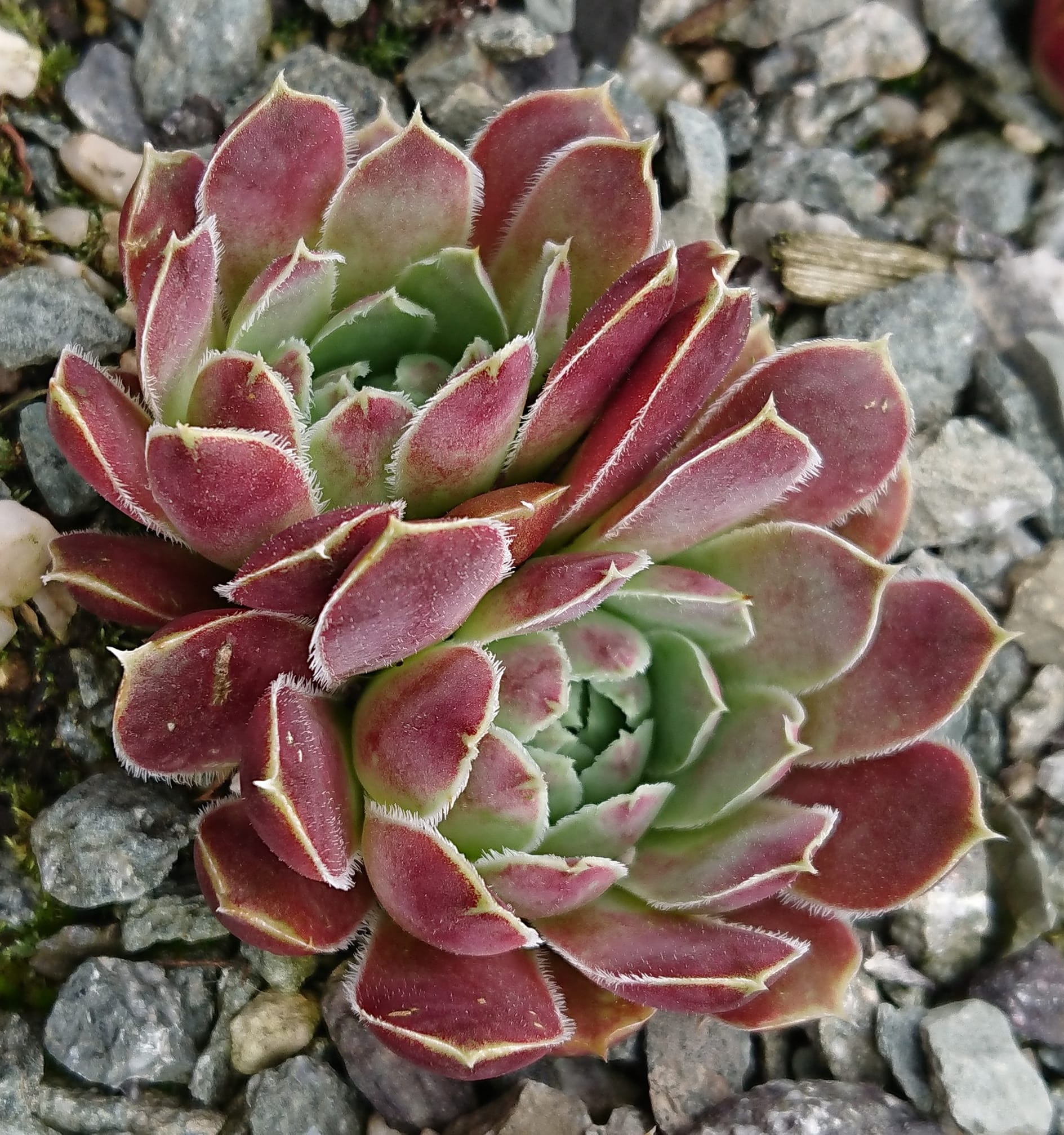 Lacerta