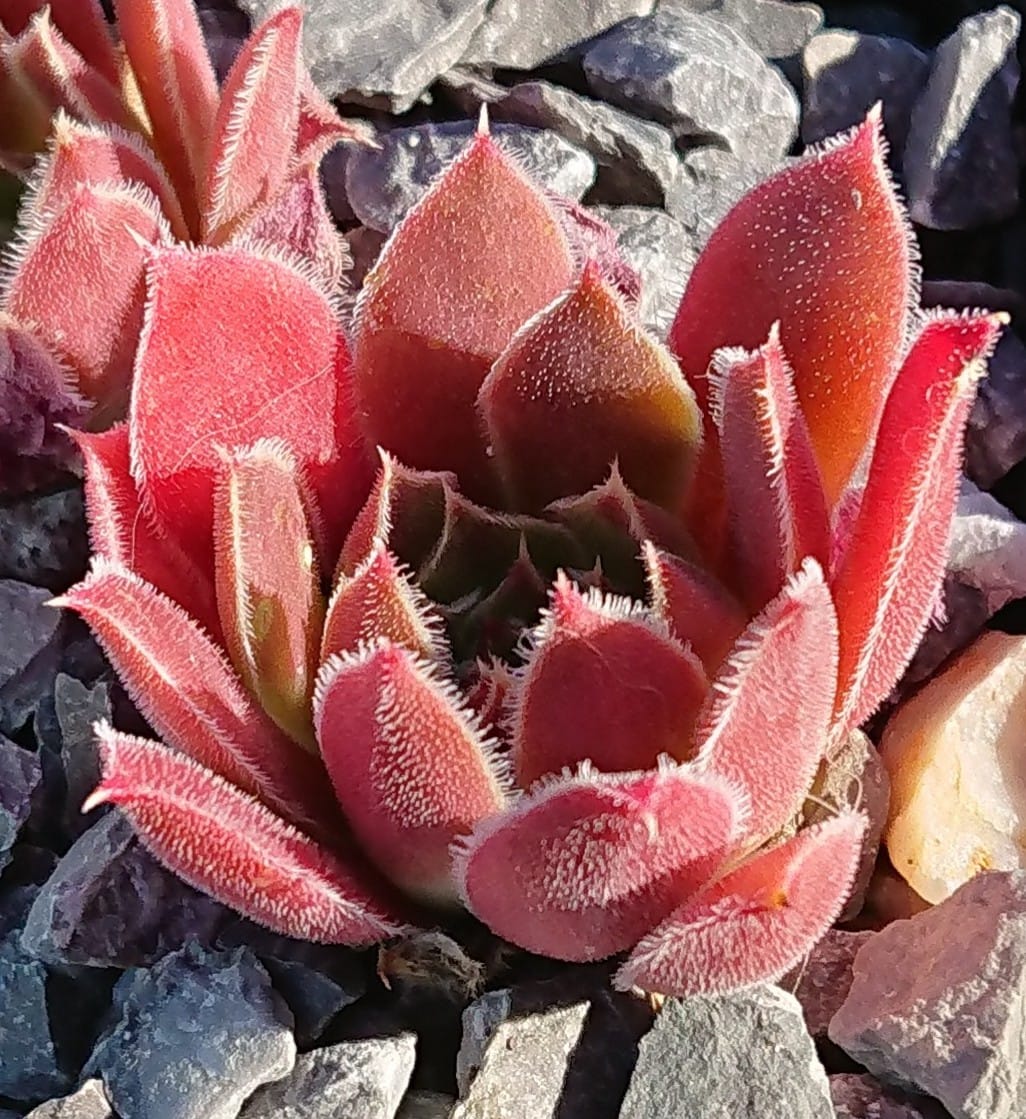 Lava of Etna