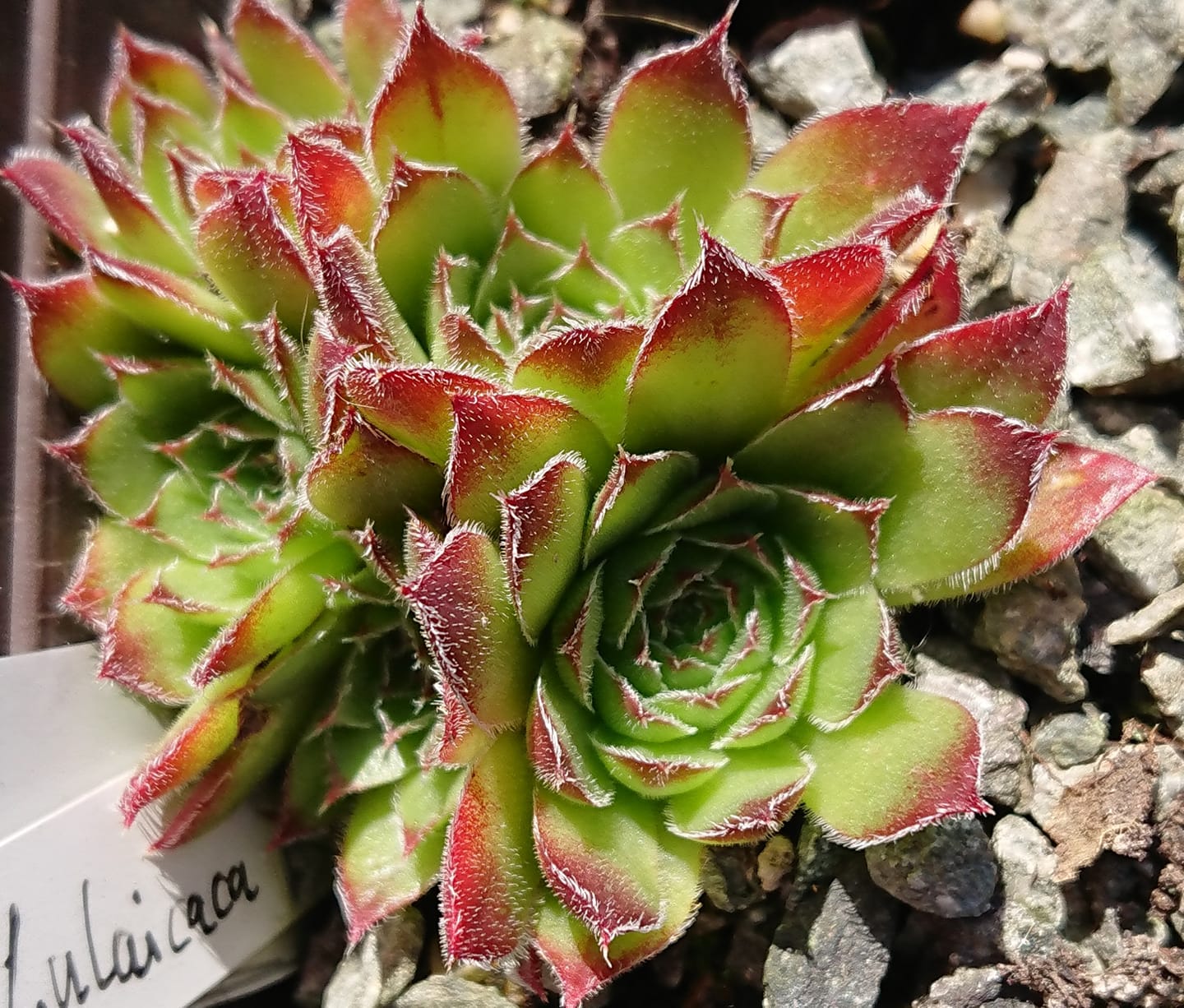 Llulailcaca