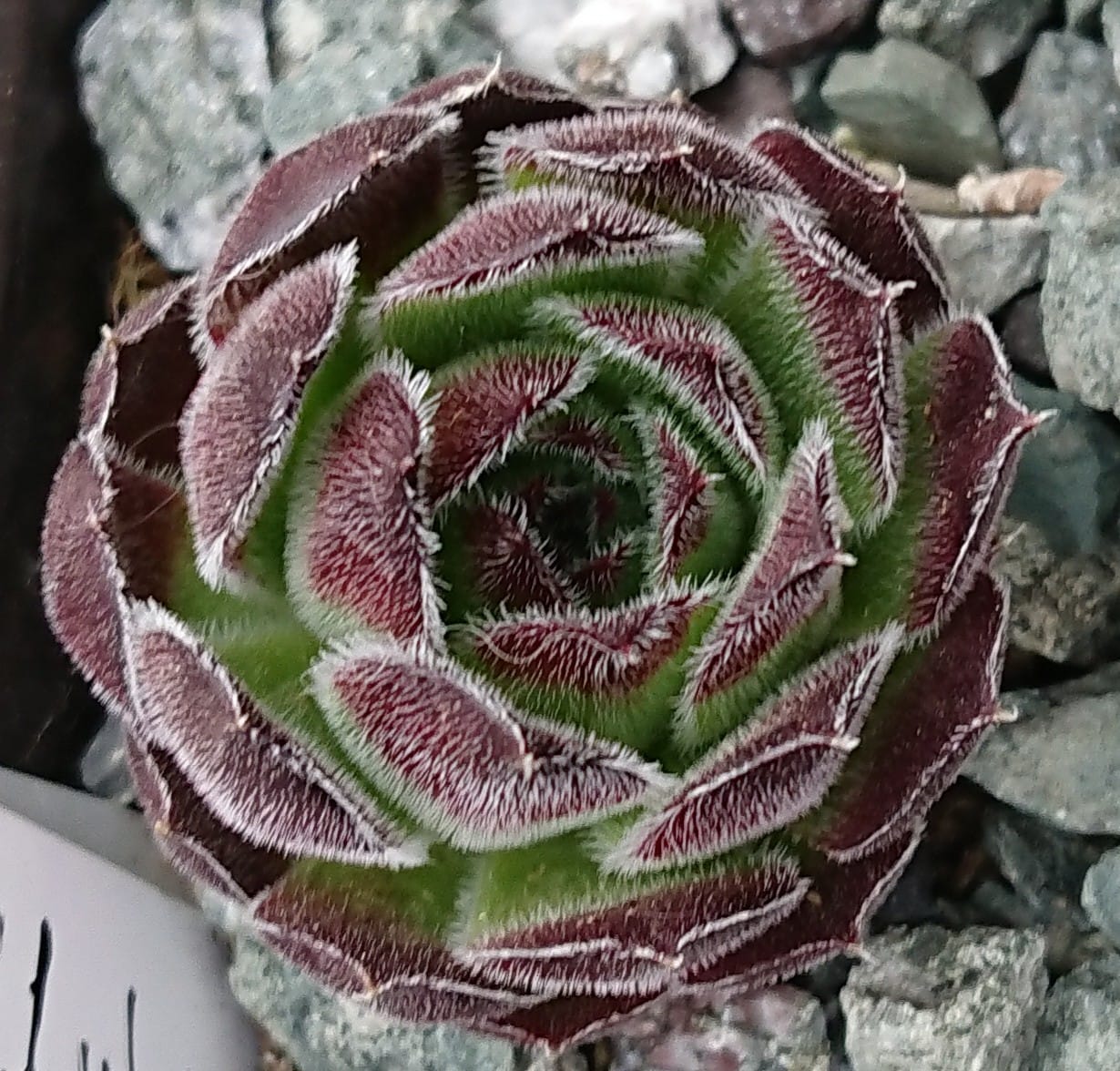 Llulailcaca