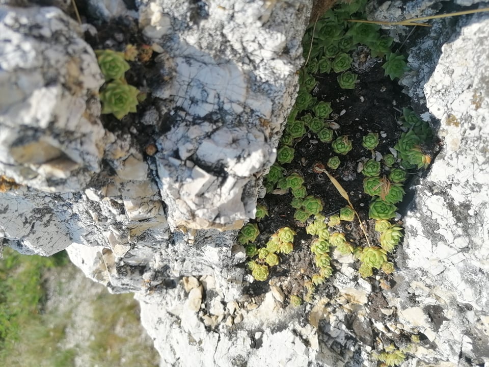 globiferum ssp. hirtum (hirtum) from Csákberény