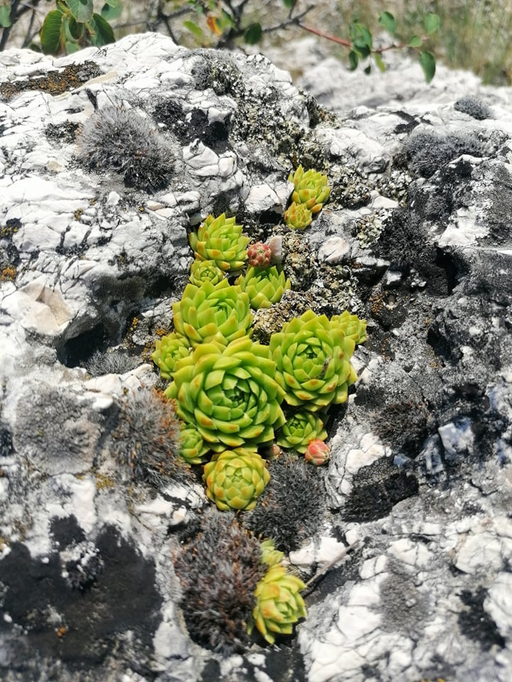 globiferum ssp. hirtum (hirtum) from Csákberény