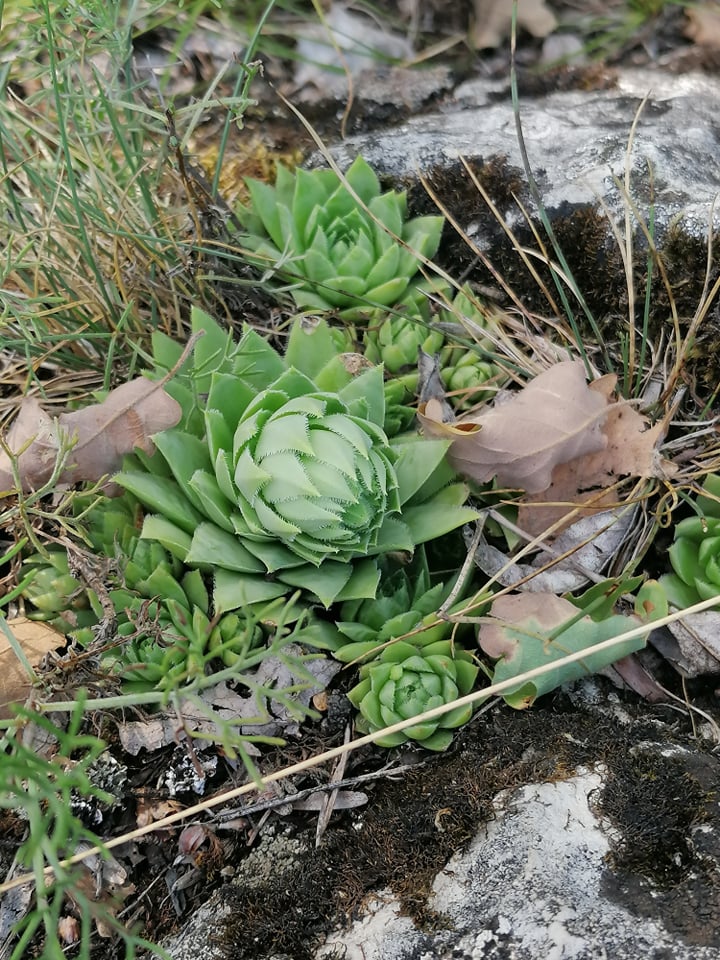 globiferum ssp. hirtum (hirtum) from Csákberény