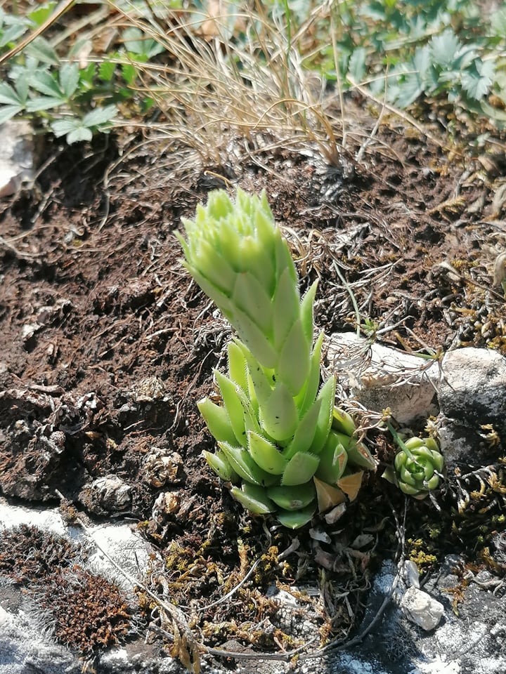 globiferum ssp. hirtum (hirtum) from Csákberény