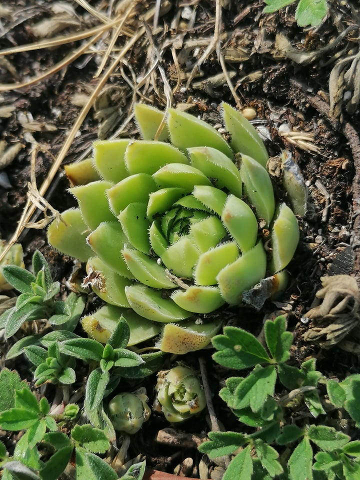 globiferum ssp. hirtum (hirtum) from Csákberény