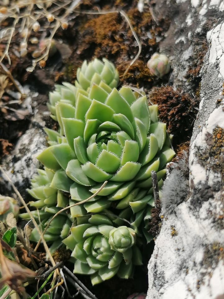 globiferum ssp. hirtum (hirtum) from Csákberény