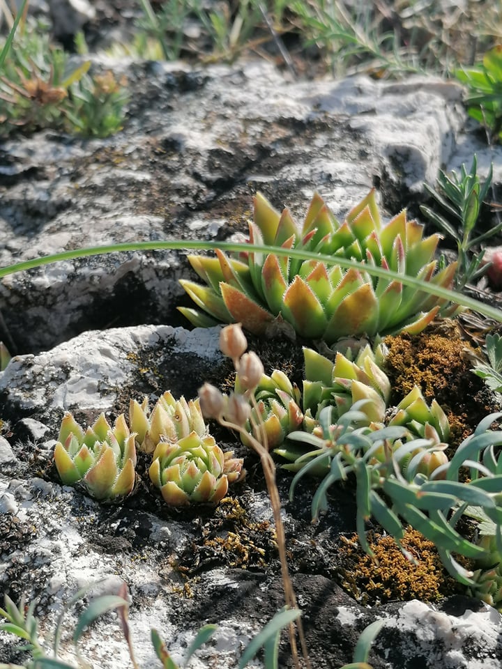 globiferum ssp. hirtum (hirtum) from Csákberény