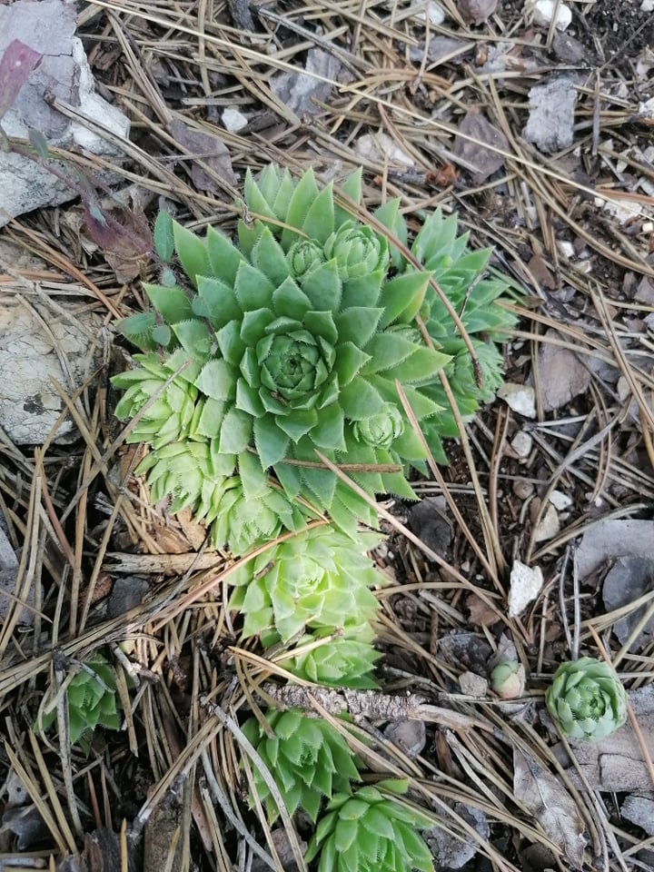 globiferum ssp. hirtum (hirtum) from Csákberény