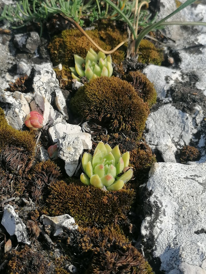 globiferum ssp. hirtum (hirtum) from Csákberény