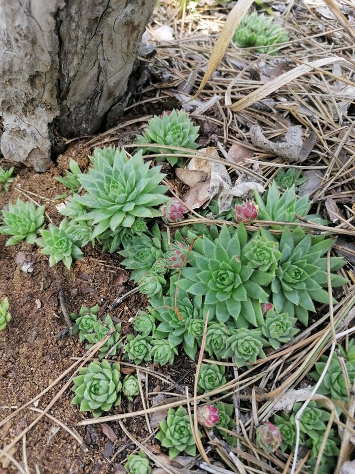 globiferum ssp. hirtum (hirtum) from Csákberény