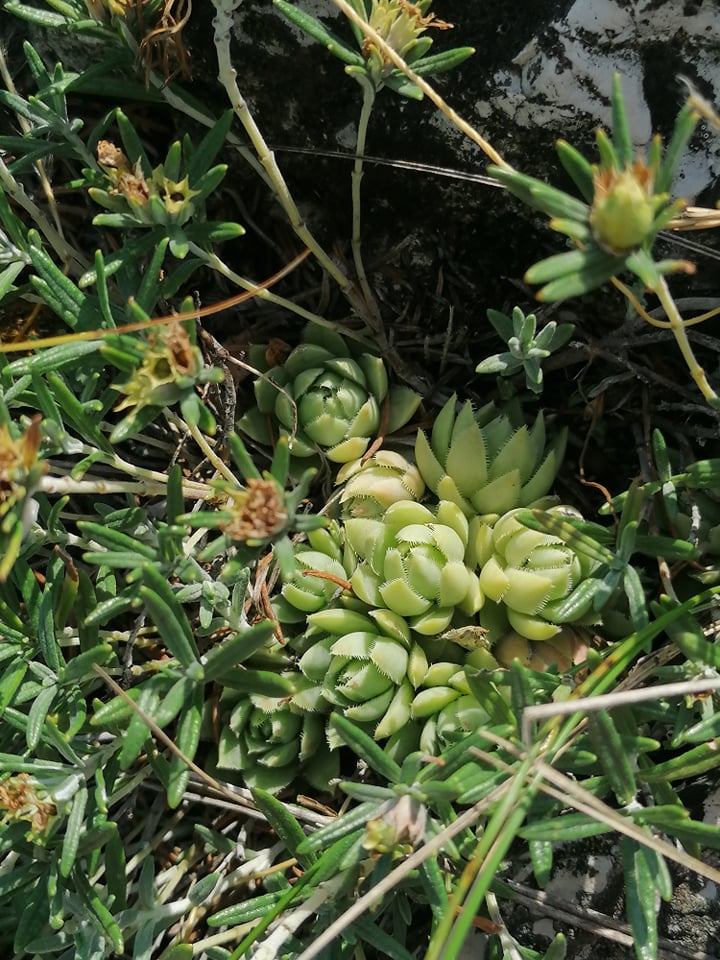 globiferum ssp. hirtum (hirtum) from Csákberény