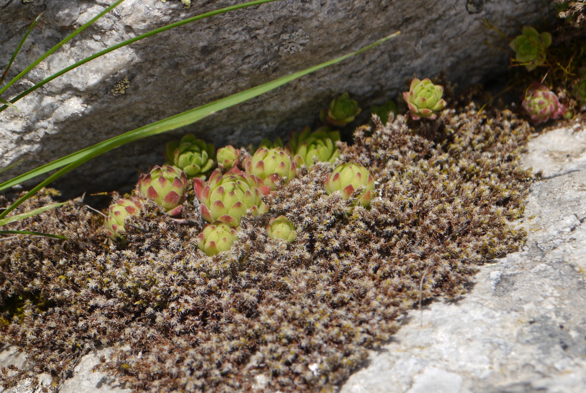 montanum from Rettenbachtal