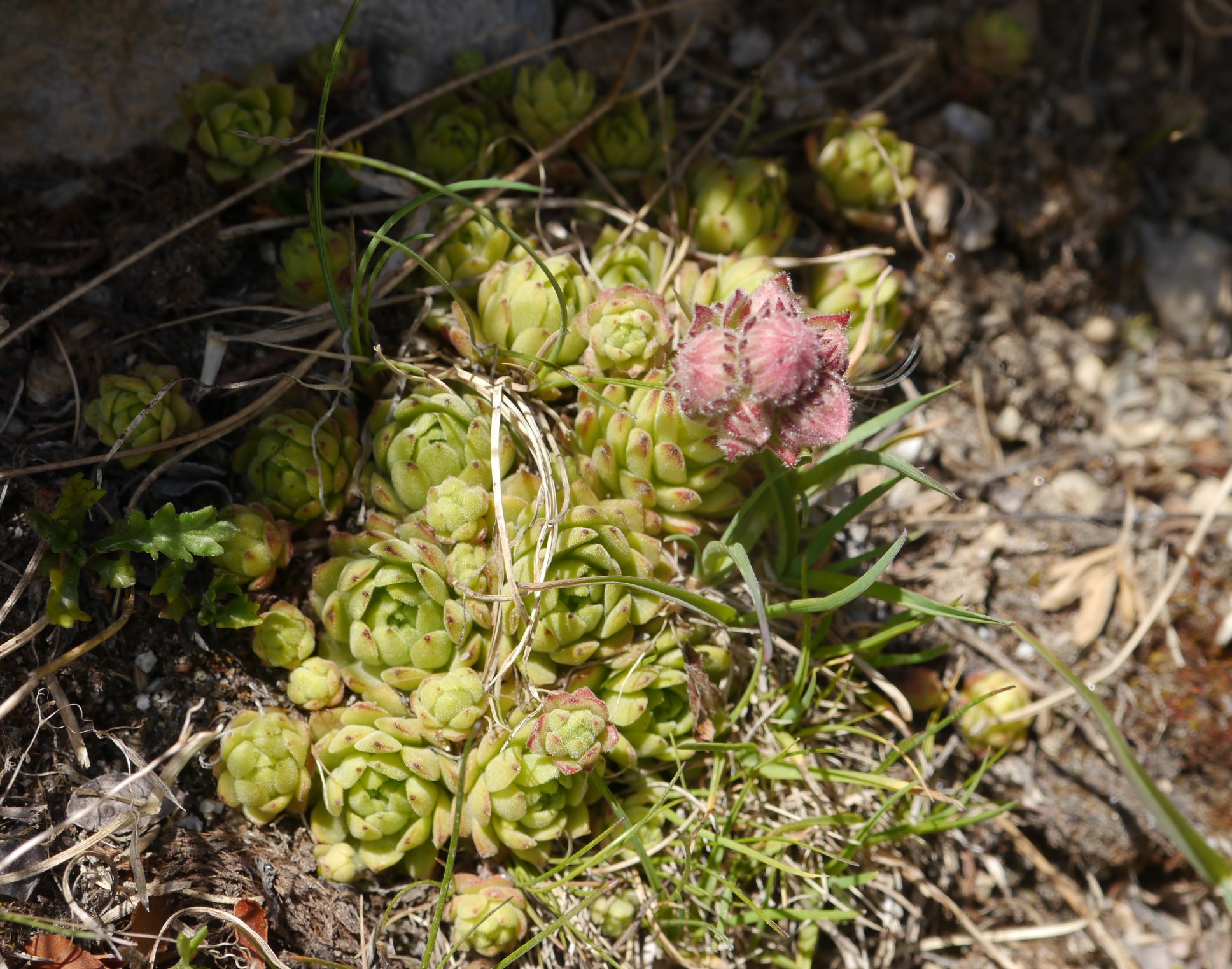 montanum from Rettenbachtal