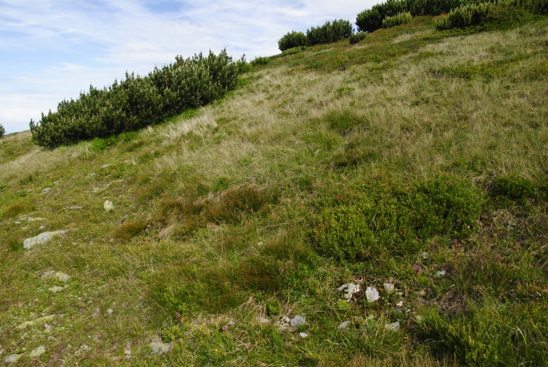 montanum ssp. carpathicum from Široká, S Abhang