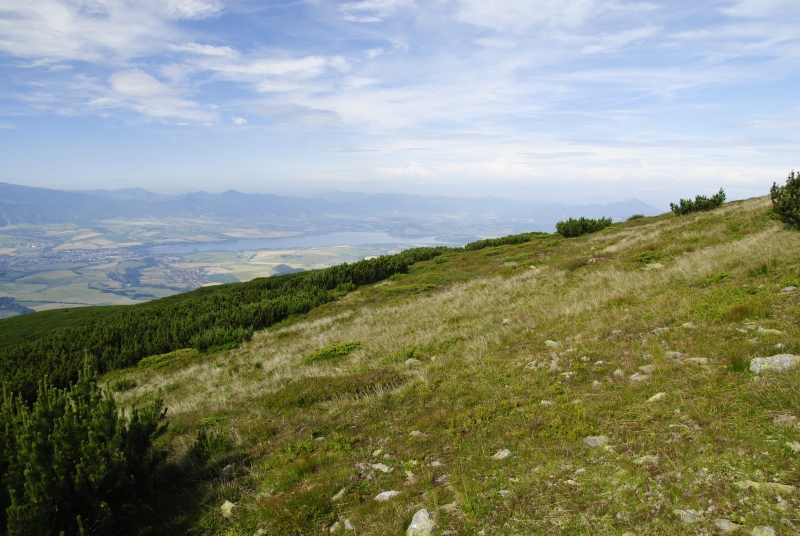 montanum ssp. carpathicum from Široká, S Abhang