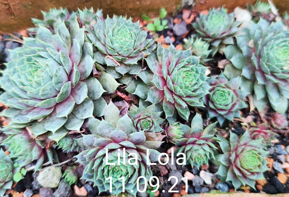 Lila Lola
