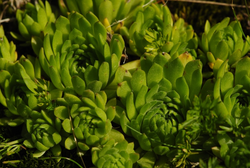 montanum ssp. carpathicum from Široká, S Abhang
