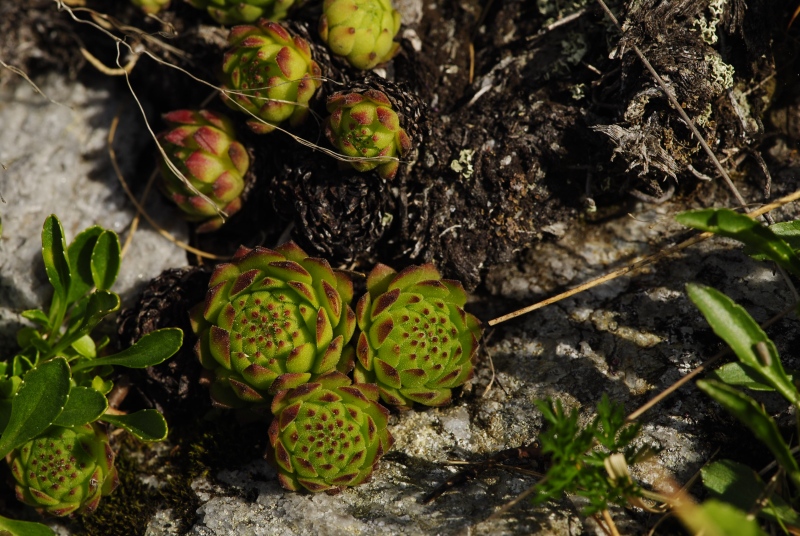 montanum ssp. carpathicum from Široká, S Abhang