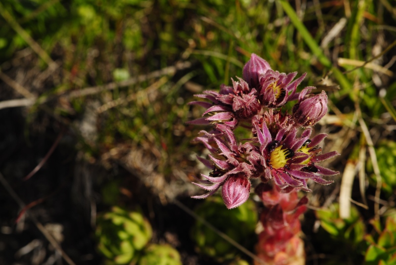 montanum ssp. carpathicum from Široká, S Abhang