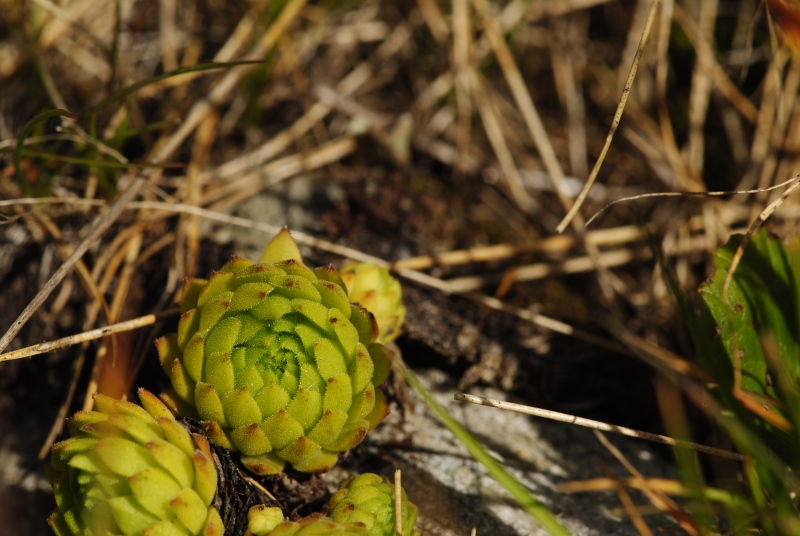 montanum ssp. carpathicum from Široká, S Abhang