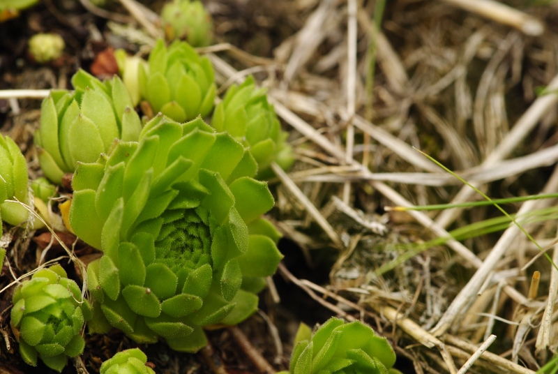 montanum ssp. carpathicum from Parichvost 