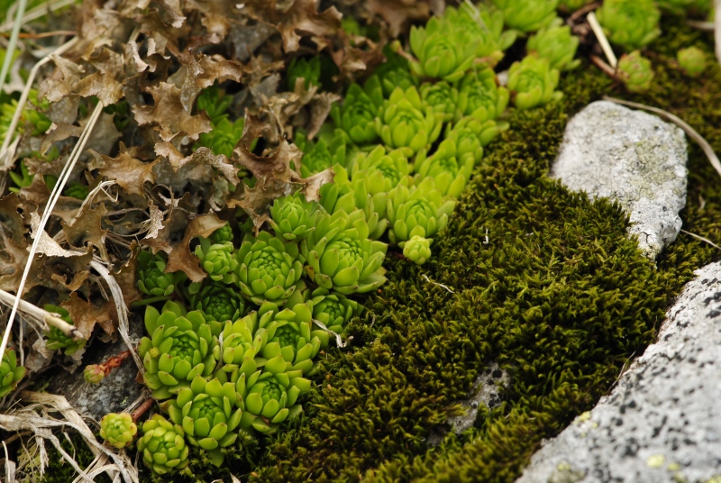 montanum ssp. carpathicum from Parichvost 