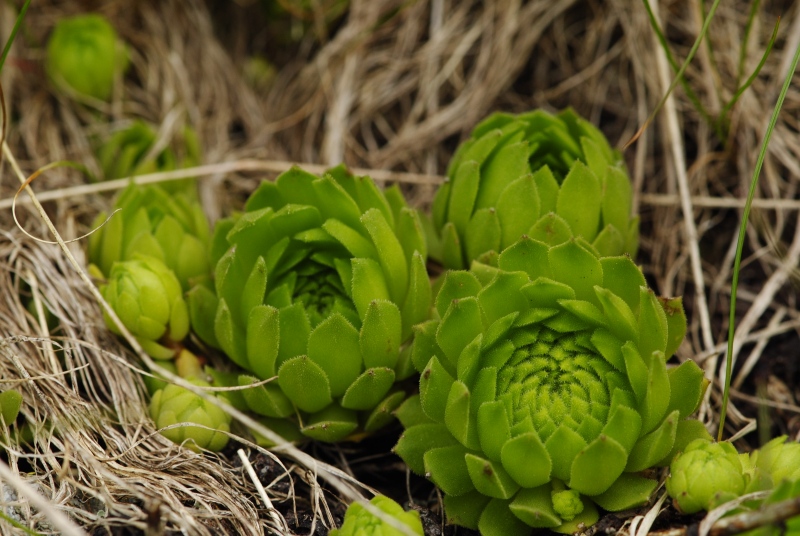 montanum ssp. carpathicum from Parichvost 