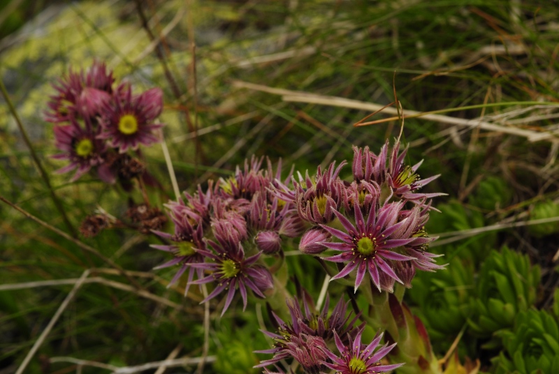 montanum ssp. carpathicum from Parichvost 