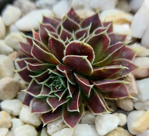 Fleur-Aimee / Jovi