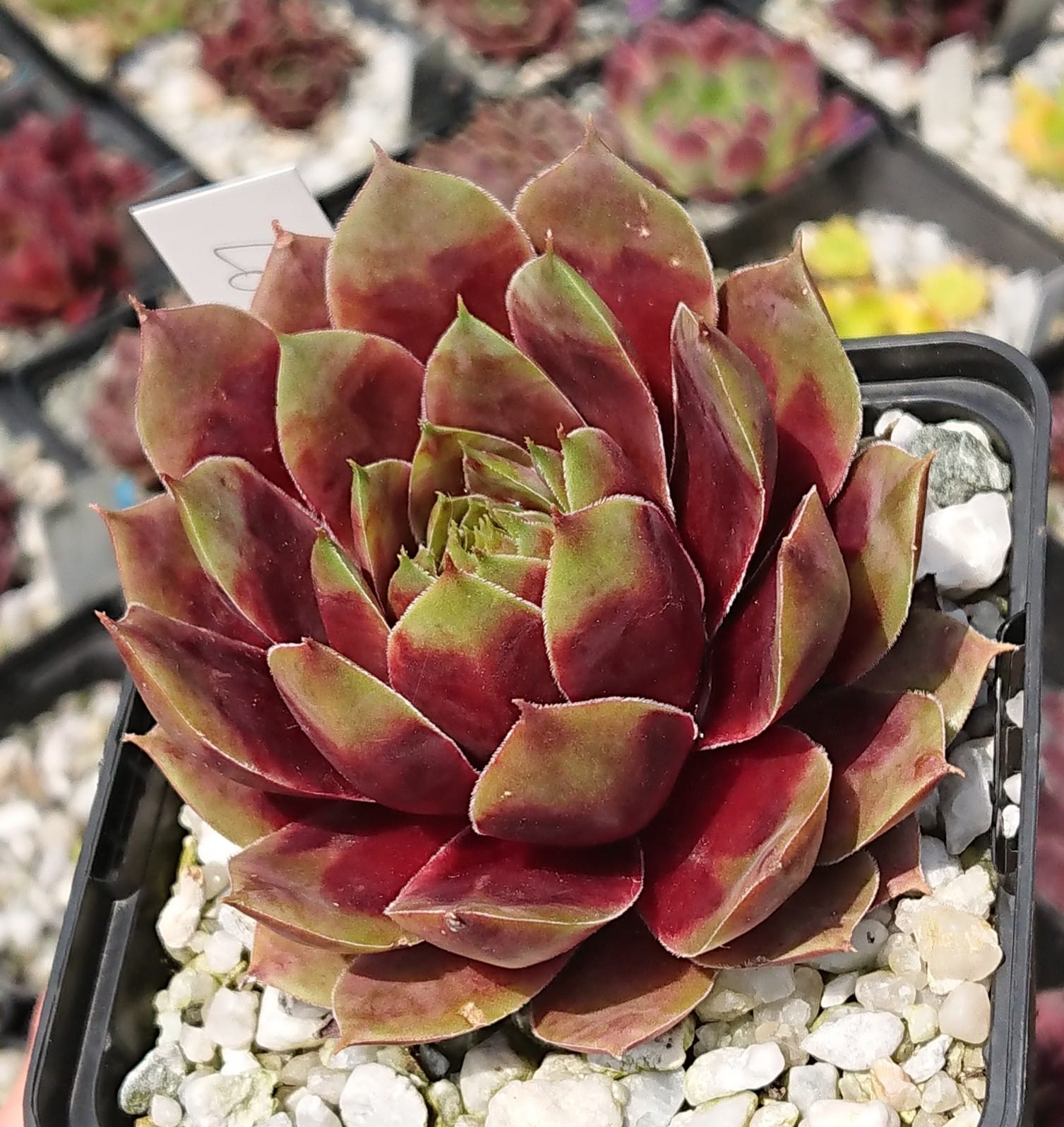 Lotus