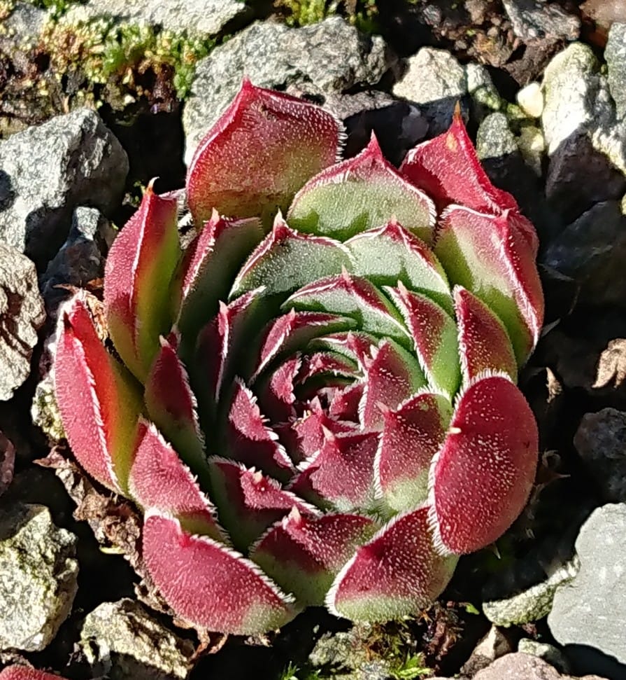 Marie-Jean