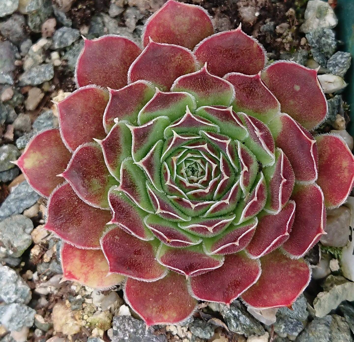 Nursery Ploeger